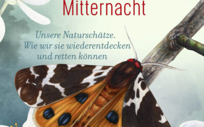 Der Braune Bär fliegt erst nach Mitternacht